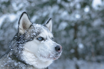 snow dog Husky in the snow on the background of the forest, snowy forest and dog