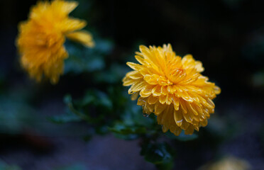 Water drops on a yellow flower