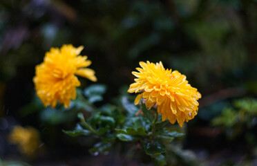 Water drops on a yellow flower