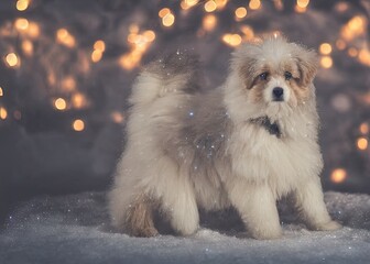 Winter Dog