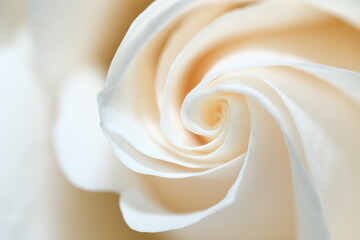 White Rose Closeup