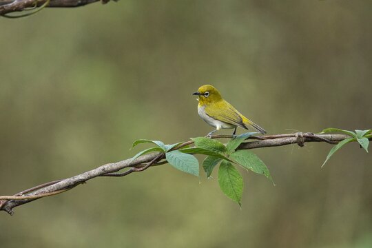 Oriental white-eye bird  sitting on the branch of a tree. Amazing photo  with beautiful background. Best to watch when birds feed on their food
