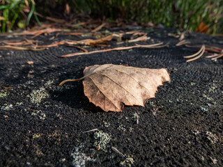 Macro shot of a single fallen, brown, dry leaf on a tree stem in bright sunlight. Autumn scenery. Defoliation, texture of a fallen leaf in sunlight