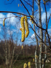 Close-up shot of yellow catkins of the hazelnut tree starting to bloom in early spring with blue sky in the background