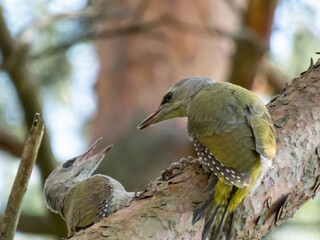 Juvenile grey-headed woodpeckers or grey-faced woodpecker (Picus canus) on a tree branches high in air in forest in summer