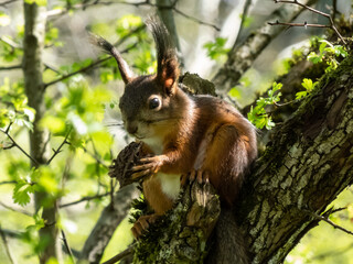 Close-up shot of the Red Squirrel (Sciurus vulgaris) with summer orange and brown coat sitting on the tree branch and holding a wallnut in paws in sunlight