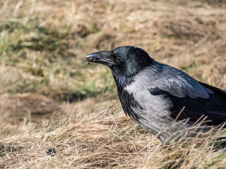 The hooded crow (Corvus cornix) eating its prey in dry grass. Bird tearing a small mammal in pieces and eating it