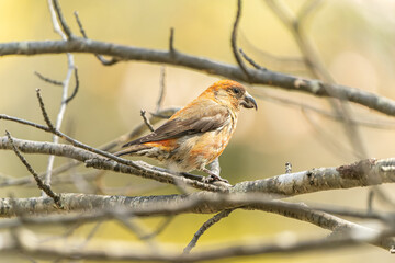 北海道の春、赤いイスカ

