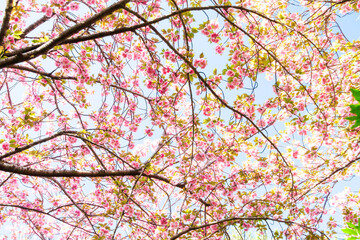 頭上の八重桜（満開）