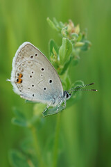 Fototapeta na wymiar Closeup on a colorful Short tailed blue, Everes argiades sitting against a green natural background