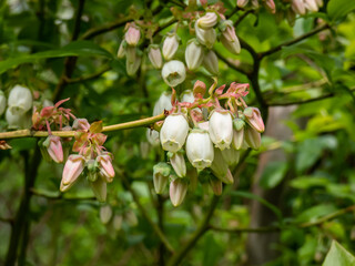 Macro shot of white flowers of cultivated blueberries or highbush blueberries growing on branches of blueberry bush surrounded with green leaves in the backyard garden