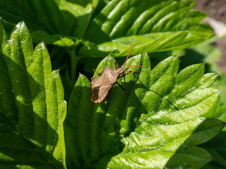 Close-up shot of a the dock bug (true bug) (Coreus marginatus)  - medium-sized speckled brown insect on green leaves in sunlight
