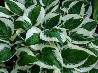 Plantain lily (hosta) 'Patriot' with large, ovate-shaped, satiny, dark green leaves adorned with irregular ivory margins growing in garden