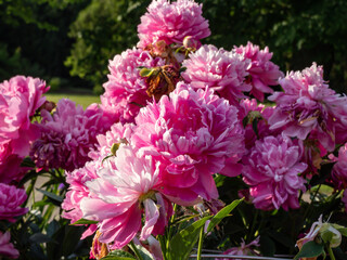 Chinese Peony, Garden Peony 'Wrinkles & Crinkles' (Paeonia lactiflora) flowering with full, rich pink flowers in sunlight in the garden