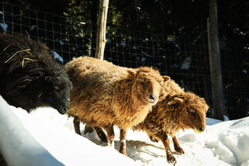 Pygmy sheeps outdoor in winter season in sunny day