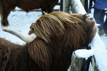 Highland cow standing outdoor in winter season