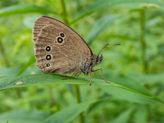 Obraz na płótnie Canvas Close-up shot of the ringlet (Aphantopus hyperantus) in summer. Medium-sized butterfly, upper and lower sides are brown with yellowish eyespots