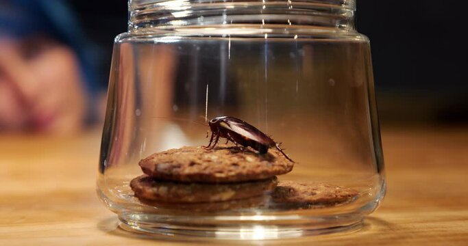 Large cockroach sits on a sweet cookie in glass jar, close up shot. Blurred face of a woman in background, looking at an unexpected find in food supply in the kitchen