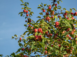 Apple tree branches full with ripe, pink apples among green leaves in sunlight in autumn