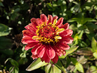 Obraz premium The youth-and-age, common zinnia or elegant zinnia (Zinnia elegans or Zinnia violacea) growing in the garden and blooming with rounded, double flowers in autumn