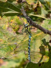 Macro shot of the dragonfly - the Southern hawker or blue hawker (Aeshna cyanea) sitting on a plant stem