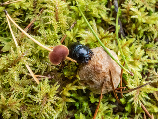 Beautiful macro shot of glossy earth boring dung-beetle - (Geotrupes stercorarius) crawling on the forest ground on a small mushroom