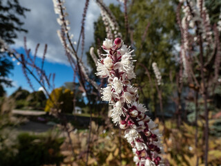 Macro shot of Bugbane (Cimicifuga simplex) 'Atropurpurea' blooming with dense spikes of small, fragrant, white flowers in early autumn, tinted purple in bud in sunlight