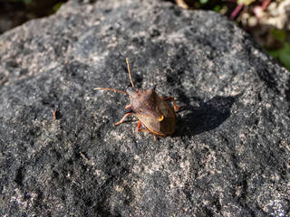 Macro shot of the stink bug (Pinthaeus sanguinipes) sitting on a gray rock in sunlight