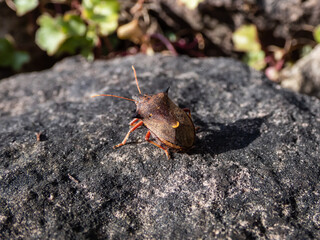 Macro shot of the stink bug (Pinthaeus sanguinipes) sitting on a gray rock in sunlight