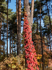 Virginia creeper, Victoria creeper, five-leaved ivy, or five-finger (Parthenocissus quinquefolia) with decorative bright red leaves in the fall climbing on a big tree - obrazy, fototapety, plakaty