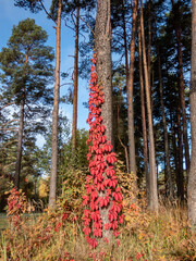 Virginia creeper, Victoria creeper, five-leaved ivy, or five-finger (Parthenocissus quinquefolia) with decorative bright red leaves in the fall climbing on a big tree - obrazy, fototapety, plakaty