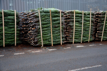 Caucasian fir like cut Christmas tree from a plantation somewhere in north of Europe. packing in shrink mesh on pallets. for sale in garden center. stacked in high bundles in warehouse parking detail