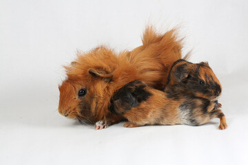 A mother guinea pig with her two cubs resting. Selective focus on white background. This rodent mammal has the scientific name Cavia porcellus.