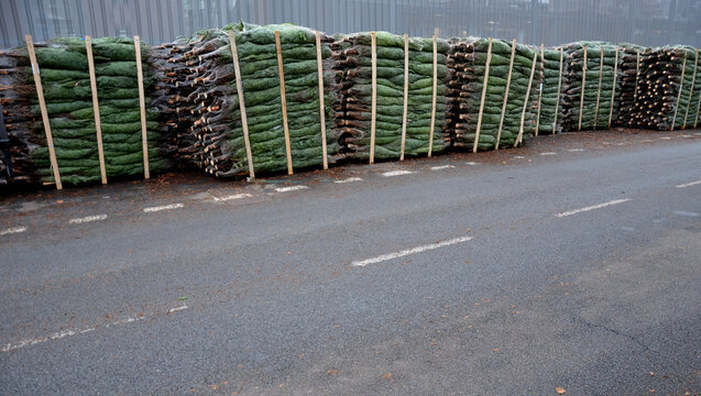 Caucasian Fir Like Cut Christmas Tree From A Plantation Somewhere In North Of Europe. Packing In Shrink Mesh On Pallets. For Sale In Garden Center. Stacked In High Bundles In Warehouse Parking Detail