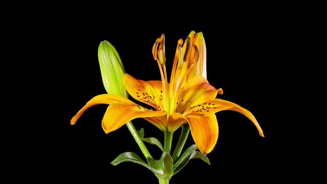 Time Lapse - Three Yellow Lily Flower Blooming with Black Ground