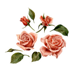 Rose. Watercolor. Isolate. Illustration for clipart. Designed for flower studios, holiday decoration, weddings, packaging, textiles, web design, websites, stickers, invitations, templates, logos. hand