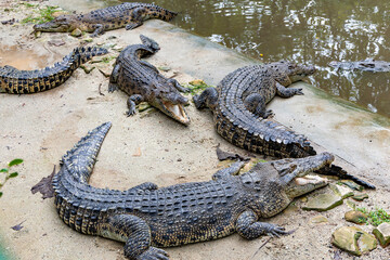 Resting crocodiles with opened mouth full of tooths. Crocodiles resting at crocodile farm....