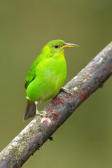 Green honeycreeper (Chlorophanes spiza) is a small bird in the tanager family. It is found in the tropical New World from southern Mexico south to Brazil, and on Trinidad.