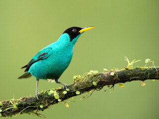 Green honeycreeper (Chlorophanes spiza) is a small bird in the tanager family. It is found in the tropical New World from southern Mexico south to Brazil, and on Trinidad.
