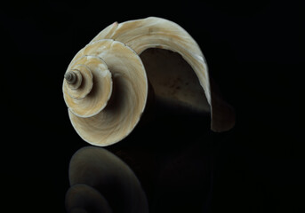 thatcheria mirabilis shell photographed with a black background