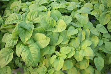 green spinach leaves growing in the vegetable garden. Organic vegetables, healthy food.