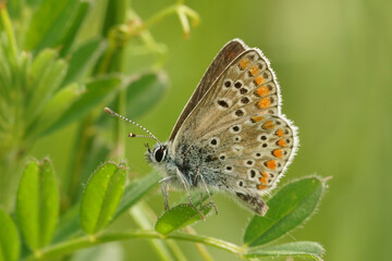 Closeup of a brown argus butterfly, Aricia agestis, with closed wings on the plant