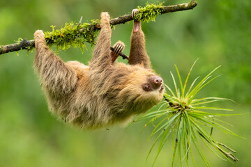 Hoffmann's two-toed sloth (Choloepus hoffmanni), also known as the northern two-toed sloth is a...