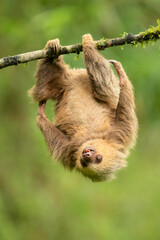 Hoffmann's two-toed sloth (Choloepus hoffmanni), also known as the northern two-toed sloth is a species of sloth from Central and South America.  © Milan