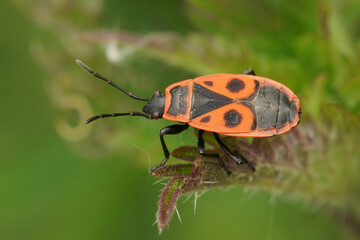 Closeup on the red firebug, Pyrrhocoris apterus sitting on a leaf in the garden