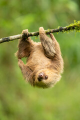 Hoffmann's two-toed sloth (Choloepus hoffmanni), also known as the northern two-toed sloth is a species of sloth from Central and South America.  © Milan