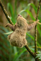 Hoffmann's two-toed sloth (Choloepus hoffmanni), also known as the northern two-toed sloth is a species of sloth from Central and South America. 