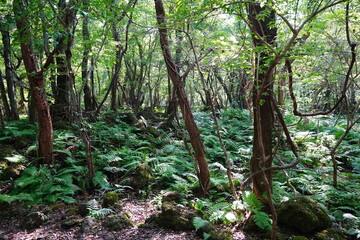 thick summer forest with fern