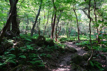 refreshing summer forest in the sunlight
