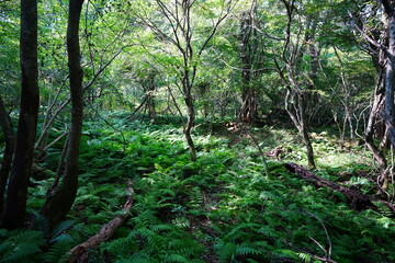 old trees and vines in wild forest
